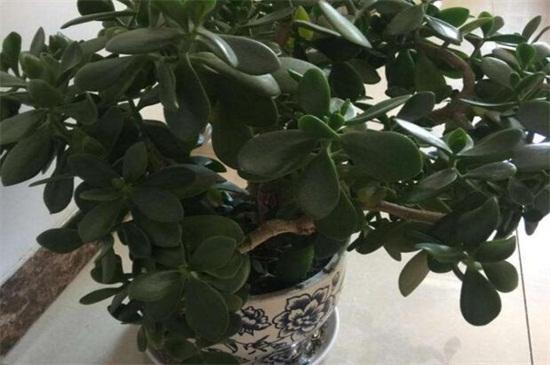 八宝怎么栽培