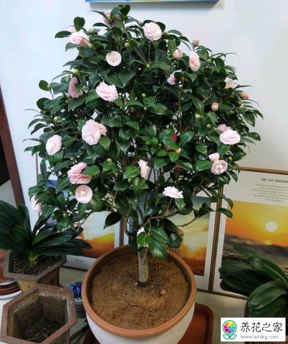 家庭茶花种植方法