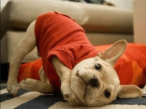 幼犬的屁股红色的东西怎么回事
