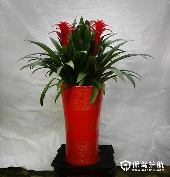 红鸿运当头的养殖方法