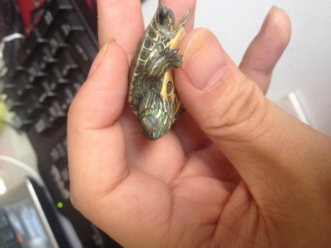 巴西龟苗不吃东西了