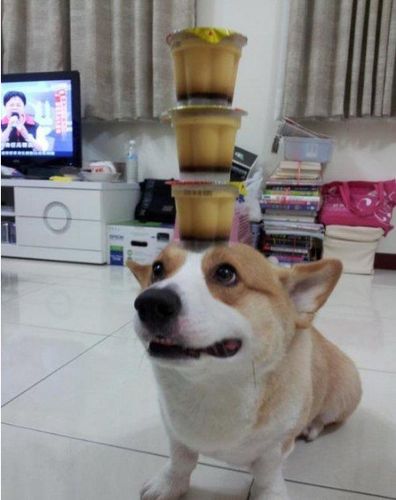 如何训练狗头顶东西