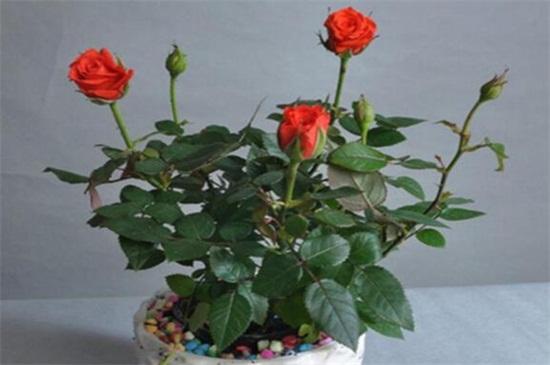 月季花盆换土注意事项