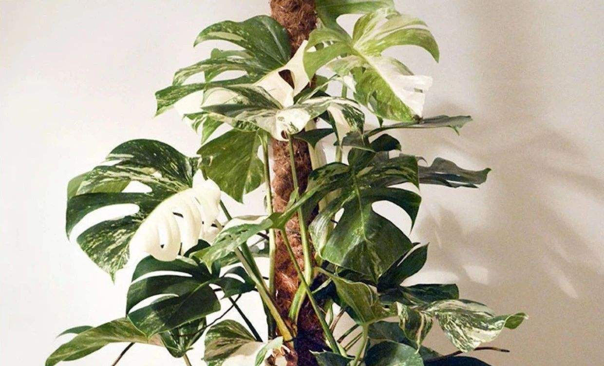 龟背竹的繁殖方法
