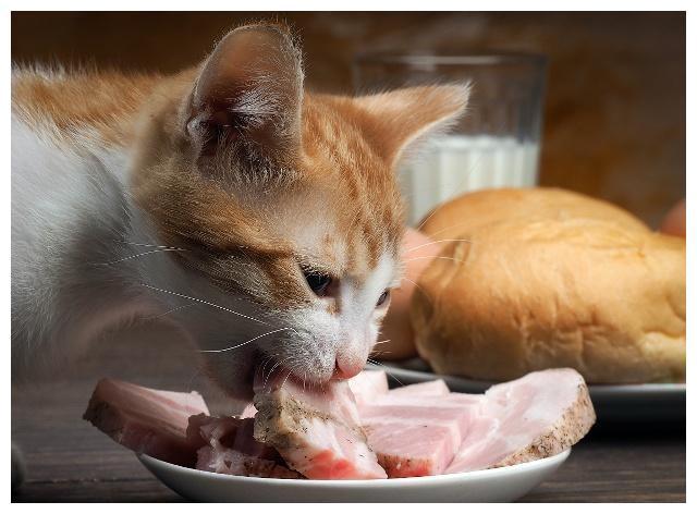 宠物猫喜欢的东西