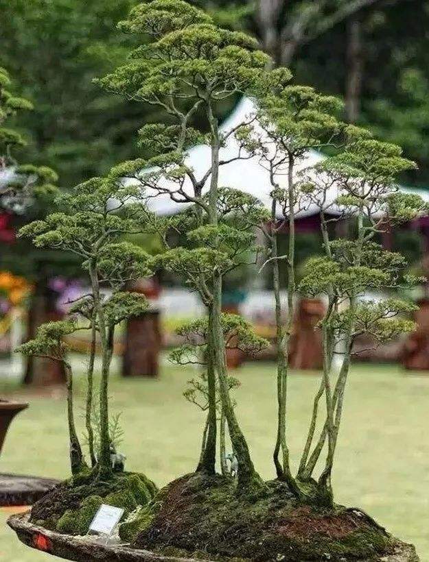 丛林盆景制作注意事项
