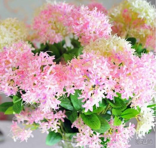 一年生花卉栽培要点