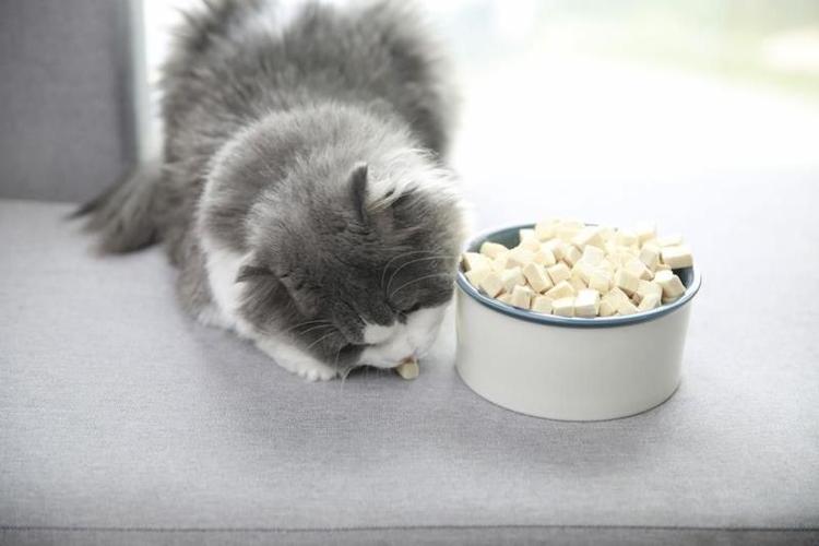 如何让猫吃东西吗