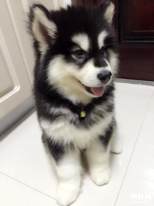 阿拉斯加幼犬回来不吃东西