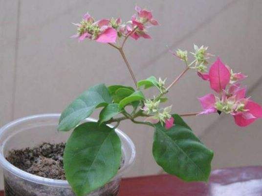 三角梅怎么种植方法