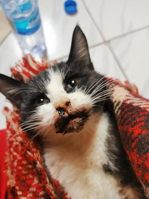 猫瘟6天了 吃东西吐了怎么办