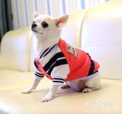 吉娃娃发烧不吃东西