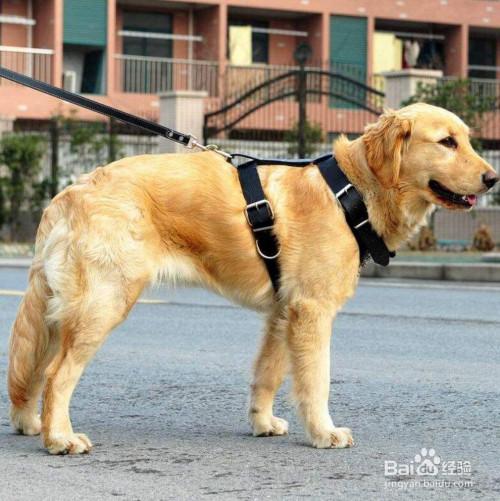 一个月大狗训练小便