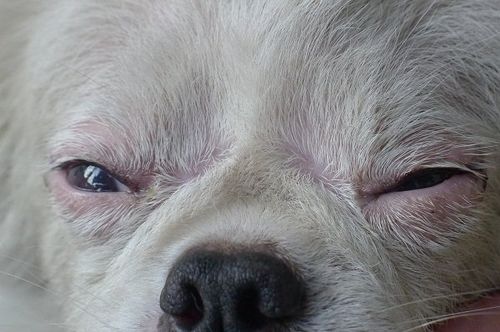 狗狗眼睛流臭臭的东西怎么办
