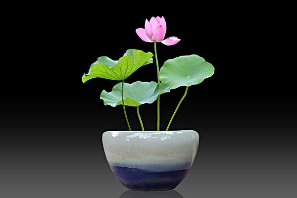 盆景花栽培