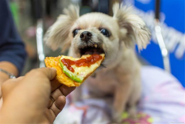 狗狗总喜欢吃别人的东西怎么办