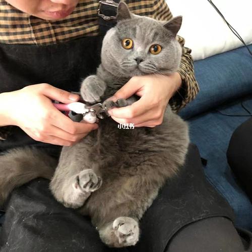英短蓝猫不吃东西咋办