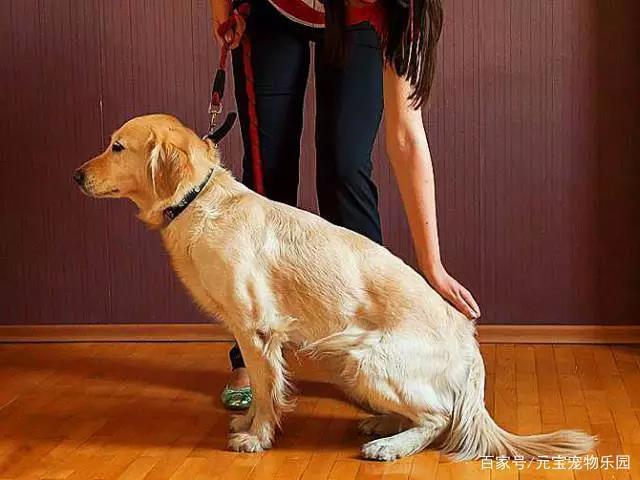 狗动作训练