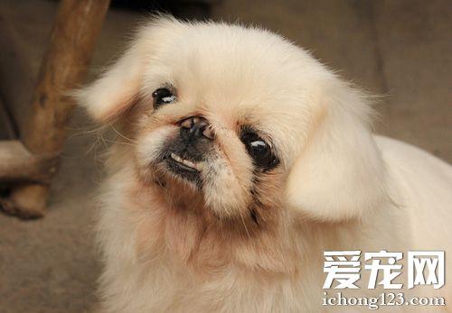 京巴犬能吃什么东西