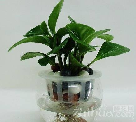 水培碧玉的养殖方法