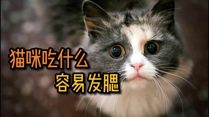 猫能吃什么便宜的东西