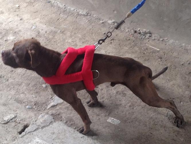 训练比特犬更听话