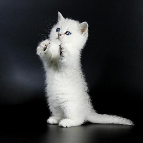 英国短毛猫怎么训练