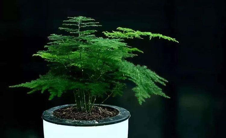 文竹栽培的土质如何配