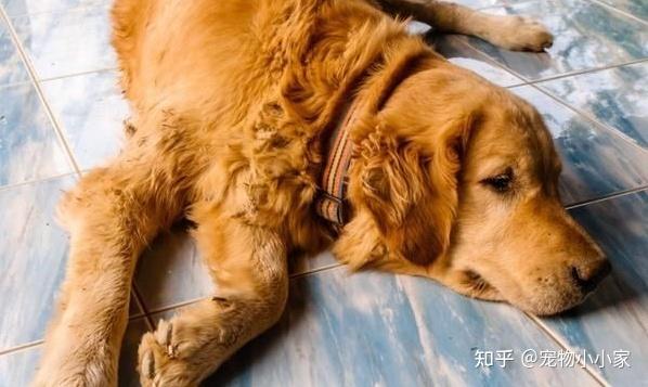 金毛成年犬吃东西不消化拉肚子怎么办