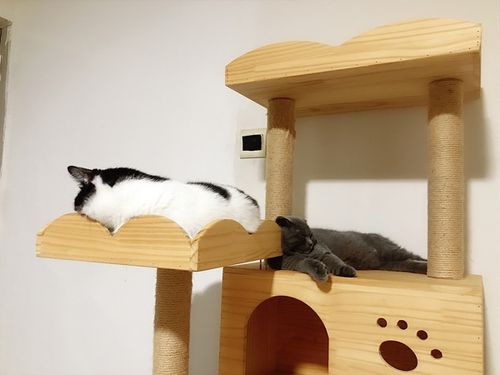 训练猫咪固定地方睡觉