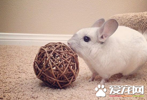 龙猫怀孕了吃什么东西怎么办
