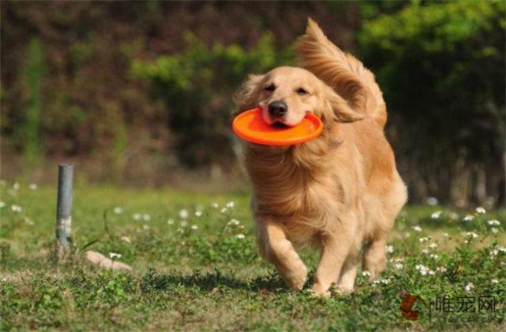 如何训练犬的攻击性