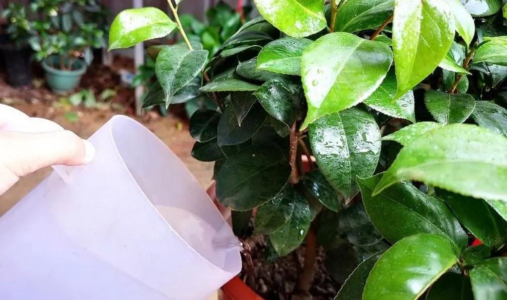 盆栽茶花养殖方法