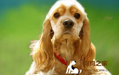 训练狗狗注意力的方法是什么