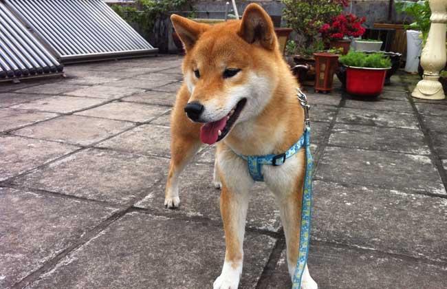 柴犬怎么做脱敏训练