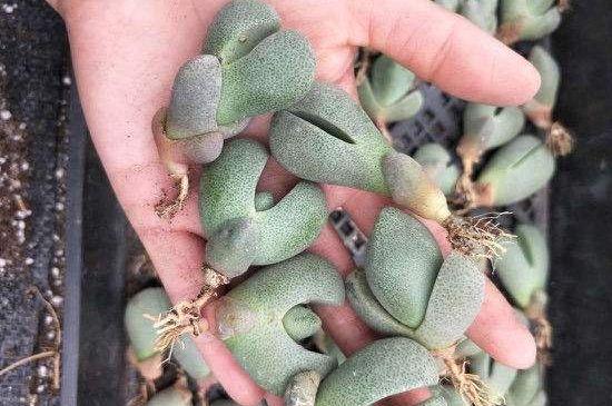 帝玉的栽培养护知识