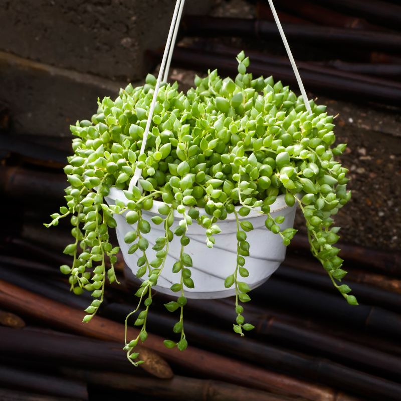 佛珠植物 种植方法