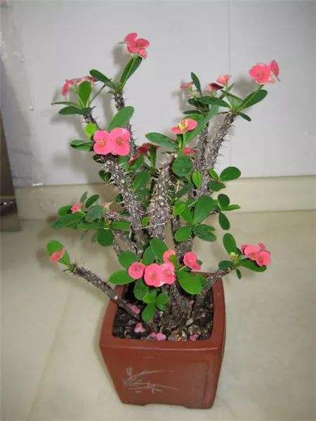 铁树海棠怎么种植方法