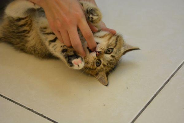 怎样训练猫猫不咬人