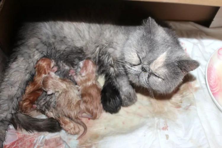 猫第一次生要注意什么东西