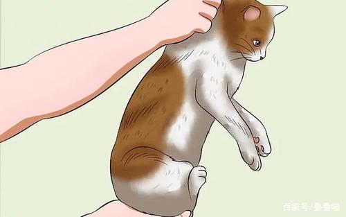 抓猫犬如何训练