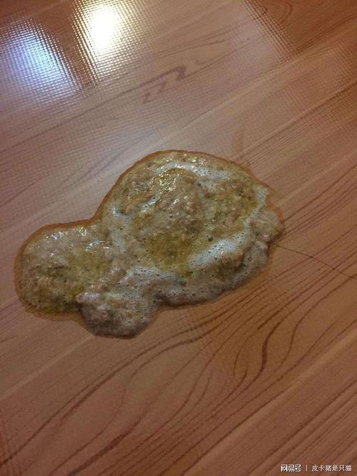 猫咪吐黄水不吃东西精神不振