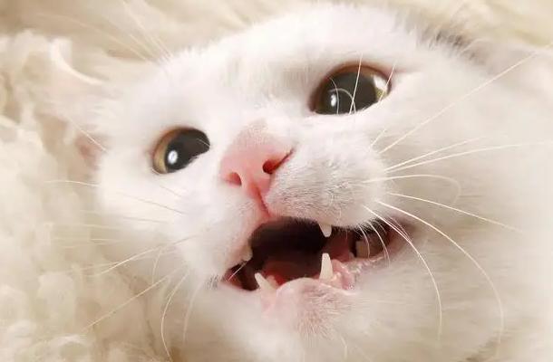 猫生病 吃东西磨牙