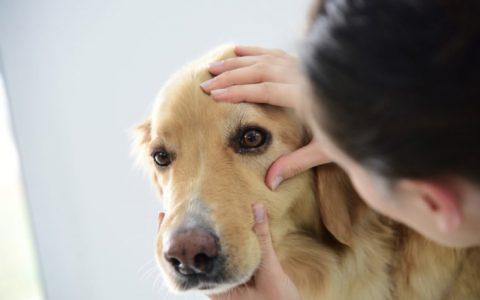 狗狗过敏不能吃的东西