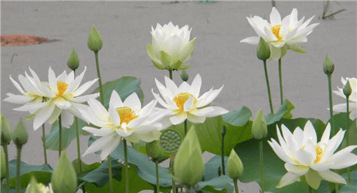 荷花 注意事项