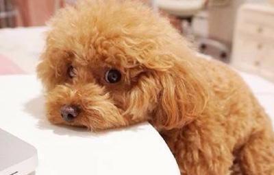 泰迪怀孕应注意什么东西