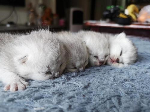 刚生出来的猫不吃东西怎么办