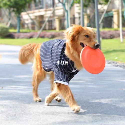 两个月幼犬训练
