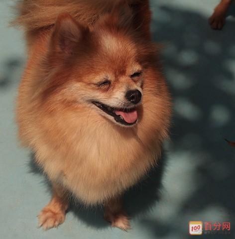 2个月博美犬怎么训练