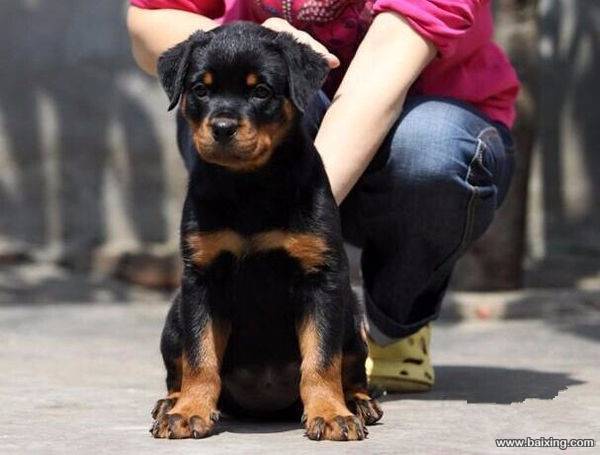 罗威纳幼犬 训练